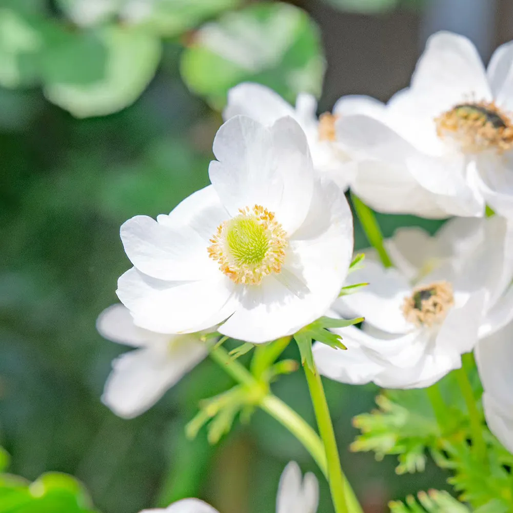 50 Seeds Anemone Elegant White Flowers for Garden &amp; Wedding Blooms - $30.50 CAD