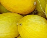 Crenshaw Melon Seeds 50 Cantaloupe Summer Garden Vine Fruit Fast Shipping - £7.22 GBP