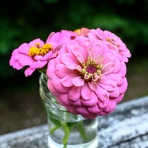 Zinnia    Luminosa, 100  , Heirloom, Open Pollinated,  From US - $7.95