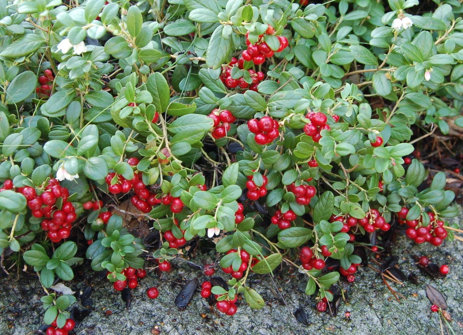 50+ VACCINUM VITAS-IDAEA MOUNTAIN CRANBERRY, LOGONBERRY COWBERRY SEED PE... - $14.61