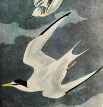 Least Tern Bird 1946 Color Art Print John James Audubon Nature DWV2J - £23.76 GBP