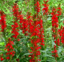 5 Red Cardinal Flower roots, Lobelia cardinalis - $7.95