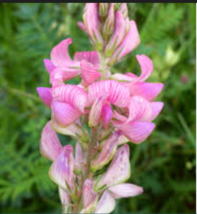 Pink Sainfoin 50 Seeds - £8.78 GBP