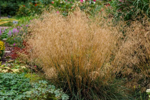 Top Seller 200 Tufted Hairgrass Tussock Grass Deschampsia Cespitosa Mois... - £11.48 GBP