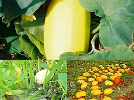 30+Seeds Spaghetti Squash Heirloom Summer Vegetable Garden Container Easy - £12.52 GBP