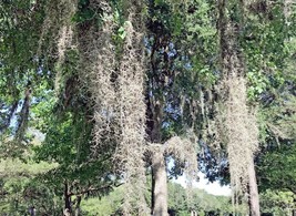 5 gallons of live Spanish moss from Florida - $17.53