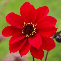 Item image 1 image 1