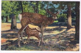 Arizona Postcard Grand Canyon Deer &amp; Fawn - £2.33 GBP