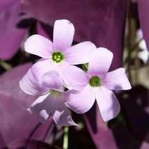 Purple Shamrock Bulbs 10 Bulbs Oxalis Triangularis Organic Bulbs Plants - $8.00