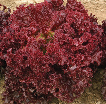 ArfanJaya Lettuce Italian Red Lollo Rossa 300+ Organic Non-Gmo Heirloom Seeds  - $8.24