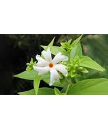  10-12 inch parijat plant in 4 inch pot free shipping - $32.99