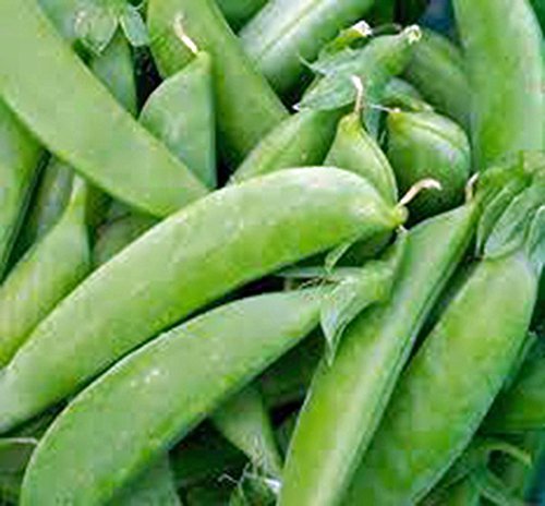 Primary image for Pea Seed, Sugar Snap Pea, Heirloom, Non GMO, 100 Seeds, Perfect Peas