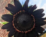 Gorgeous Black Beauty Sunflower Seeds - 25 Seeds -  - $5.99