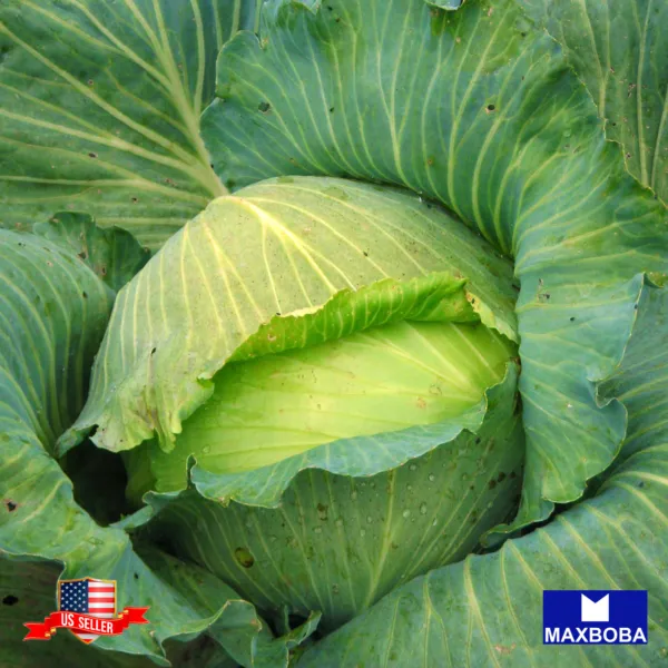 1000 Cabbage Seeds Late Flat Dutch Vegetable Heirloom Non-Gmo Garden - £4.67 GBP