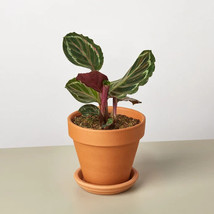 SALE  25+ Seeds Calathea Roseopicta &#39;Medallion&#39;  Plant - $8.67