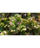 Prizehead Leaf Lettuce Heirloom - $4.47