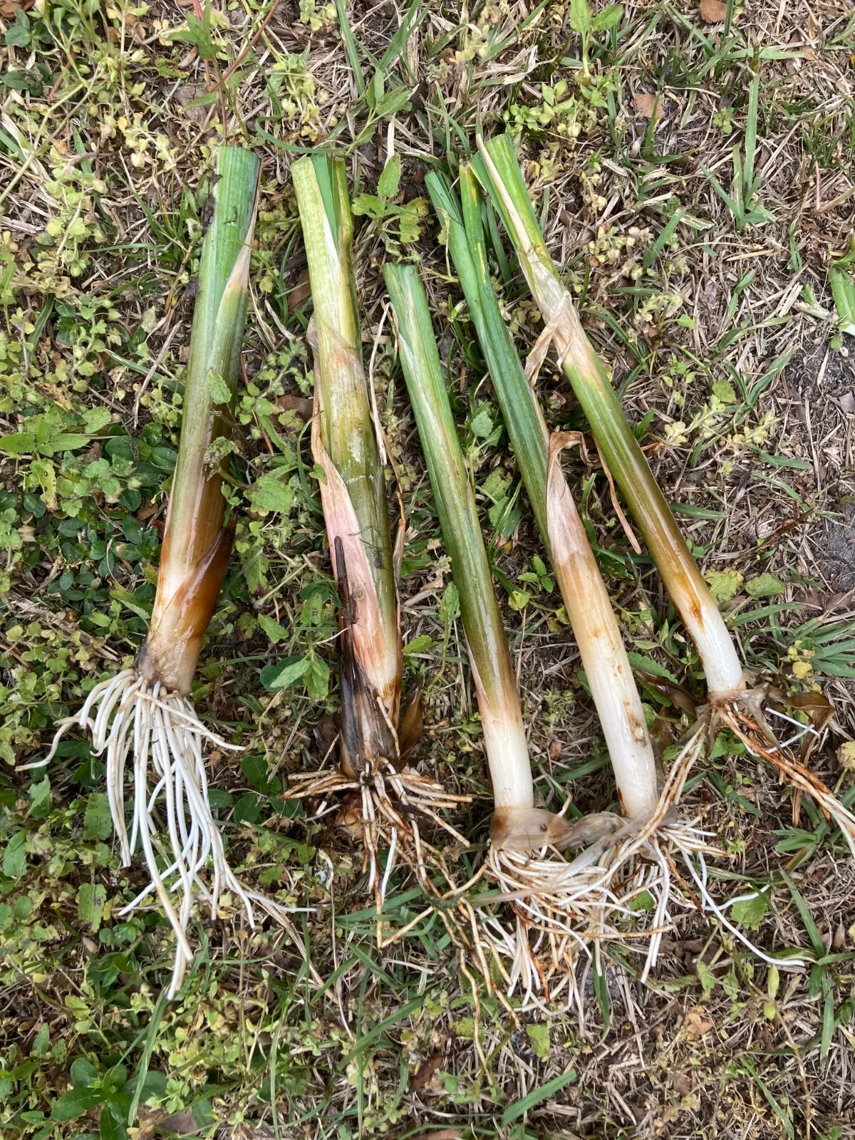 1 Live Plant 3 Cattail Plant TUBERS - $22.00