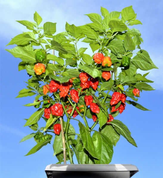 10 Red Carolina Reaper Pepper World'S Hottest Capsicum Chinense Hot Chili Seeds