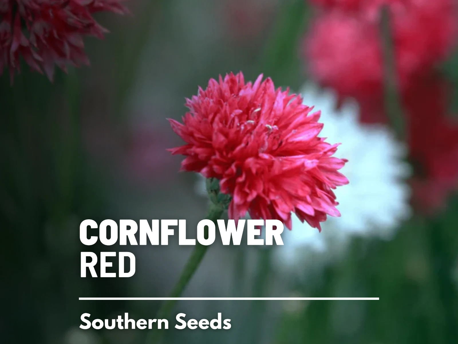 Cornflower, Tall Red - Bachelor&#39;s Button - 100 Seeds - Medicinal Flower - $14.55