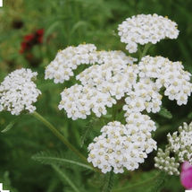 White yarrow 1 thumb200