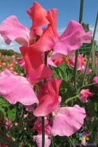 50 Duo Salmon Sweet Pea Seeds Free Shipping - $15.48