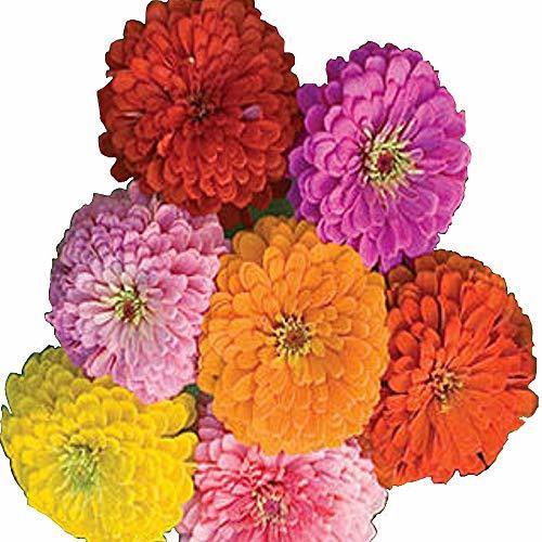 California Giant Zinnia 500+ Seeds Organic, Beautiful Bright Crisp Colors