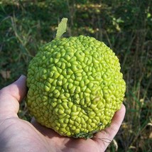 Best Seeds 10 Hedge Apple Osage Orange Horse Apple Monkey Ball Maclura Pomifera  - £11.13 GBP