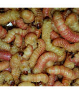 Regular/Mixed Butterworms - £18.42 GBP+