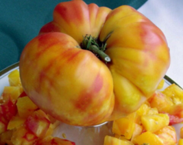 50 Pc Seeds Big Rainbow Tomato Vegetable Plant, Tomato Seeds for Planting | RK - £13.23 GBP