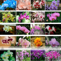 SEED 24 MIX Perennial Phalaenopsis Orchid Flower Seeds - £3.16 GBP