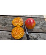 Dwarf Tomato Seeds- Caitydid, Heirloom, Sweet Bicolor, Determinate 80 Days - $68.17 MXN+