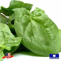 Nongmo 100 Viroflay Spinach Seeds Heirloom Vegetable Garden Us Seller - £2.98 GBP