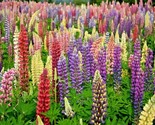 50 Seeds Lupine Russell Mix Seeds Native Wildflower Pollinators Cut Flow... - $8.99