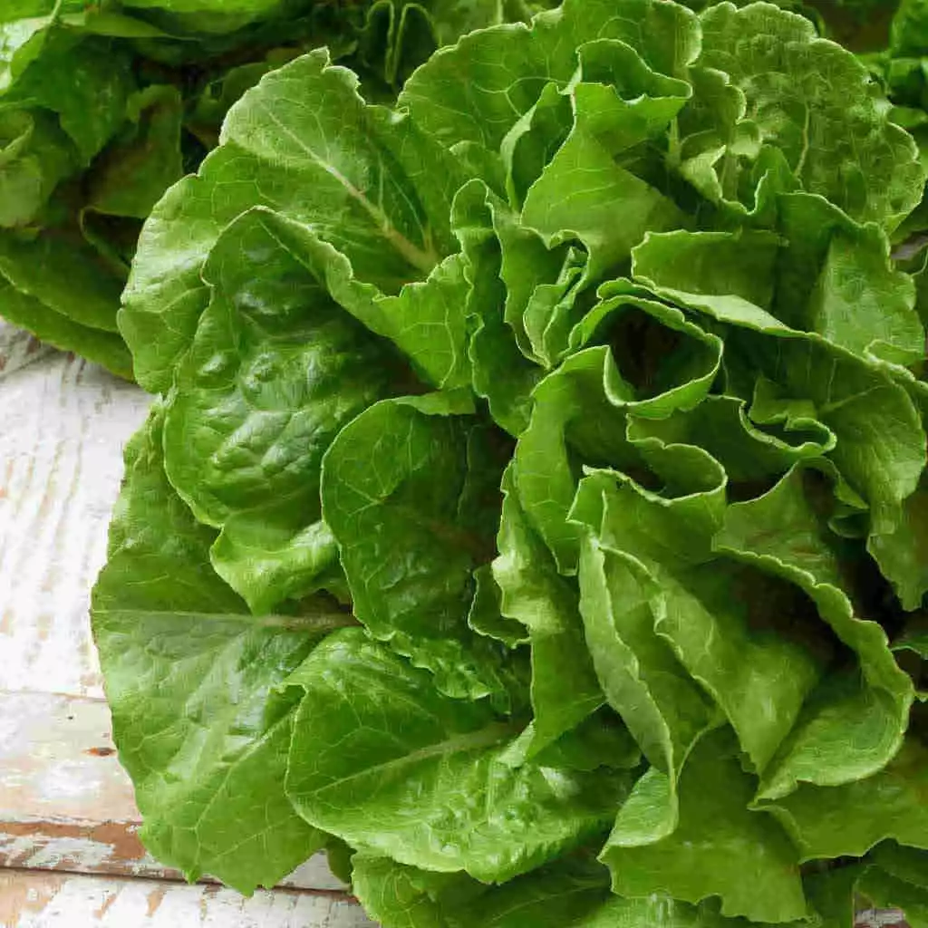 BUTTERHEAD (BUTTERCRUNCH) LETTUCE 50+ SEEDS Lactuca sativa var. capitata - $8.34
