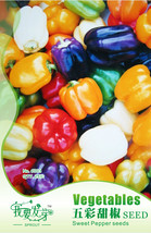 1 Packs 20 Seeds Pack Mix Sweet Bell Pepper Seeds #N 31 New Fresh US Shi... - $11.99