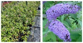 2.5 QT Nanho Blue Butterfly Bush Buddleia Live Plant Garden - £51.81 GBP