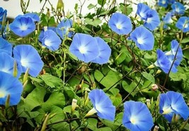 FA Store 300 Heavenly Blue Morning Glory Seeds Climbing Vines - £7.88 GBP