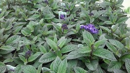 US Seller 200 Seeds Heliotrope Marino Blue Marine Blue Vanilla Scent Flower Fast - $30.00