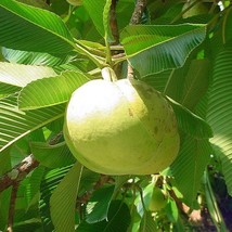 Dillenia Indica Chulta Elephant Apple Hondapara Tree Ou Tenga 20 Seeds Gardening - £14.83 GBP