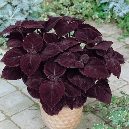 12 Seeds Coleus Giant Palisandra Black Indoor-Outdoor Annual Perennial Flower - £7.78 GBP
