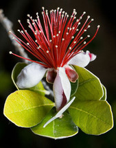 10 Seeds PINEAPPLE GUAVA Fruit Brazilian or Fig Guava Flower Pink Red Tree Shrub - £13.40 GBP