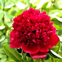 USA Seller 10 Fireball Tree Peony Seeds Paeonia Suffruticosa Free Shipping - £13.18 GBP