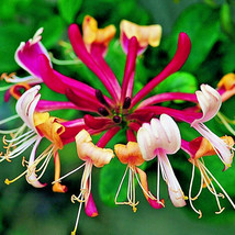 10 Serotina Honeysuckle Seeds Lonicera Periclymenum Serotina USA Seller - $12.80