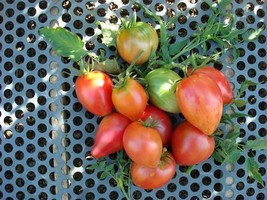 Fresh Garden Bicolor Oxheart | Heirloom Tomato Seeds | Vegetable | Paste - £7.18 GBP