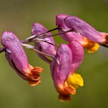 50 Rock Harlequin Pink Yellow Corydalis Sempervirens Flower Seeds New Fresh Seed - £11.82 GBP