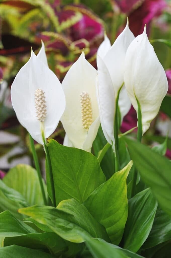 Spathiphyllum Live Plantpeace Lily1012 Inches Live Plant With White Flow... - $14.98