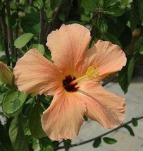 Tropical Exotic Salmon Hibiscus Live plant 3-5 inches tall plug size - £21.65 GBP