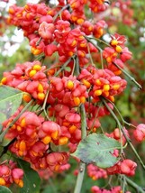 Euonymus Europaea Tree Or 15 Cold Hardy Ornamental European Spindle Heir... - $219.99 MXN