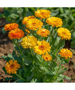 Calendula Seeds Pacific Beauty Non GMO Organic Fast Grow - $14.63 CAD