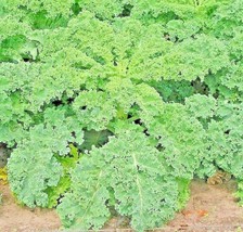 Bloomys 1000 Seeds Kale Dwarf Autumn Mix Vegetable Garden Salads Microgr... - $9.38